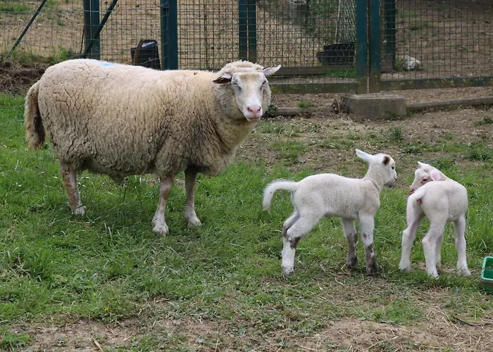 Norpech Casa de Férias